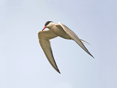 普通燕鸥Sternahirundo