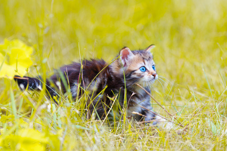 室外的小猫