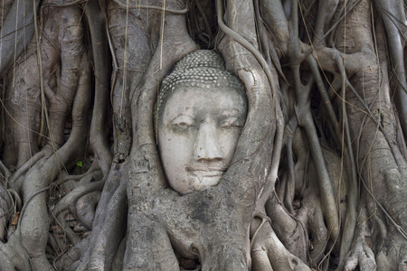 在泰国，树的根扫管笏玛哈泰寺佛头