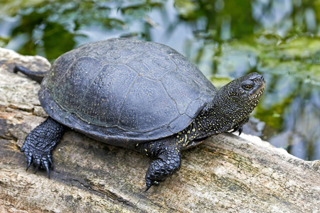 欧洲池龟海龟