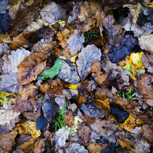 秋叶在潮湿的地面上作季节背景
