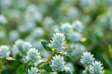 在花园里的花草