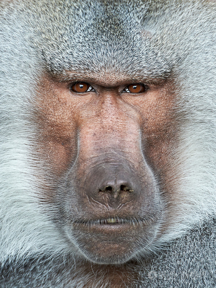 哈马德里亚斯狒狒巴布亚