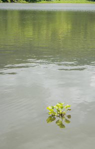 水葫芦独自漂浮在湖里