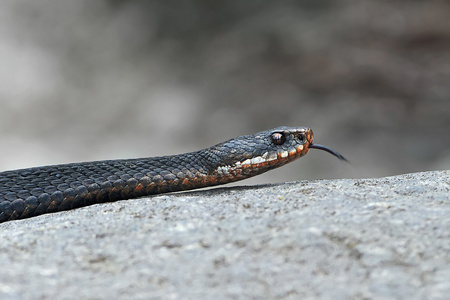 常见的欧洲加法器vipera berus