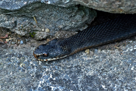 常见的欧洲加法器vipera berus