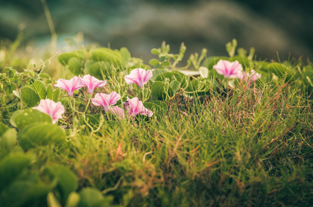 牵牛花或旋花复古