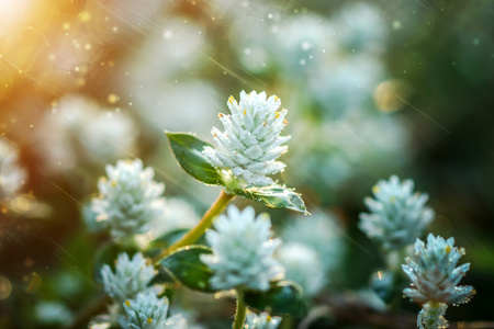 在花园里的花草