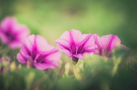 牵牛花或旋花复古