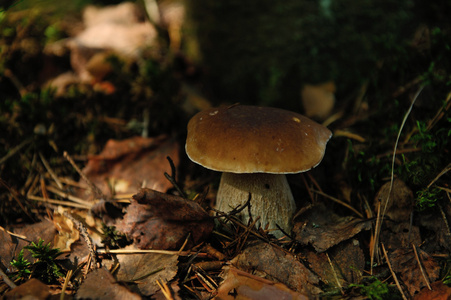 森林中的CEPE蘑菇近在咫尺。