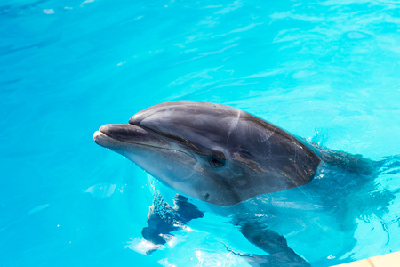 海豚的游泳在游泳池特写