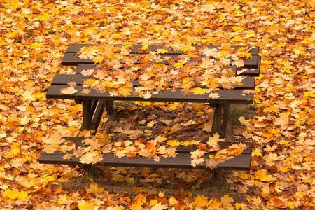 树叶秋天公园的长凳上