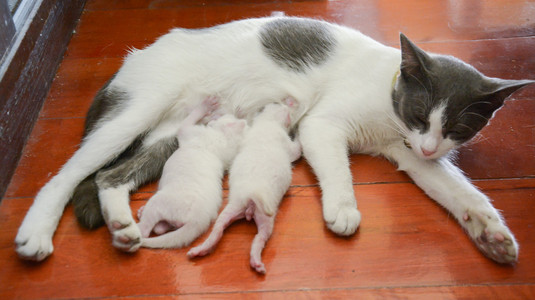 猫咪护理她的小猫小猫小小猫猫饲料