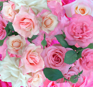 在白色的石头表红色和粉色的玫瑰花水彩图案垂直的花卉边框粉色野玫瑰