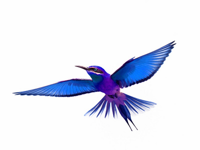 孤立的鸟飞图片