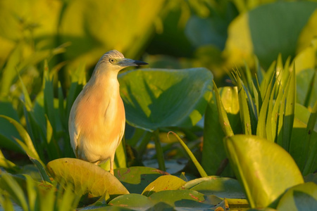 squacco 苍鹭荷花叶子上