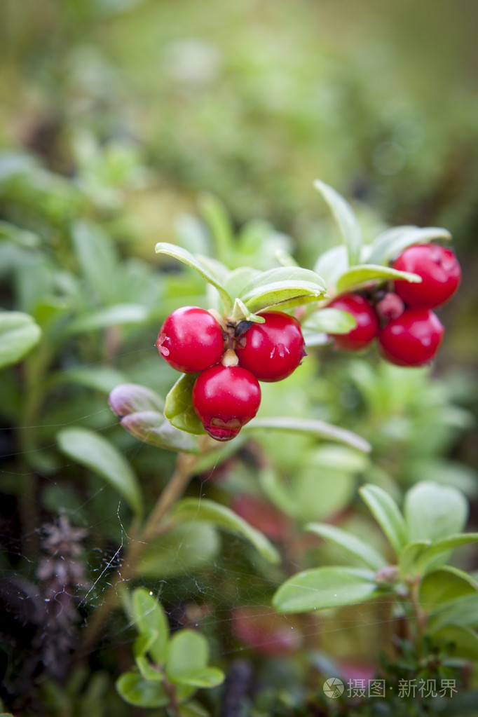 摄图新视界 照片 动物,植物 野生越橘的薄.jpg