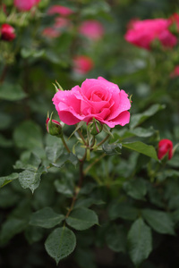 粉红色的玫瑰花卉植物