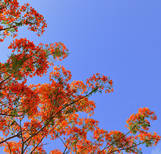 美丽的孔雀花，蓝蓝的天空，泰国