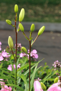 花园莉莉