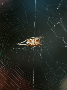 欧洲庭院蜘蛛在蜘蛛网关闭