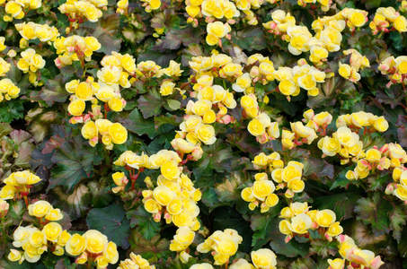 黄色海棠, 植物园