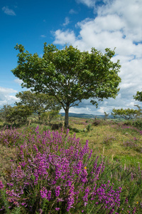 对高沼地在英国国家公园里的石南花
