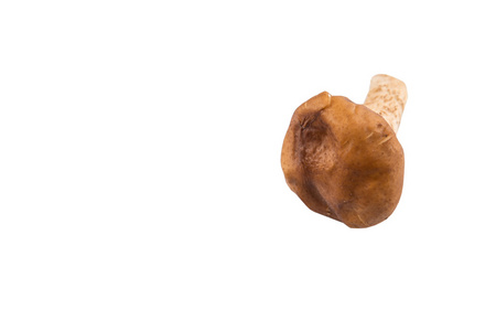 白色背景下的可食用蘑菇