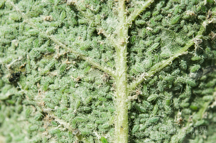 绿色的叶子上的蚜虫