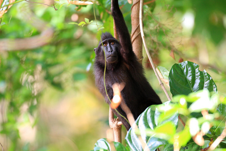西里伯斯岛冠猴 猕猴黑 在印度尼西亚苏拉威西岛