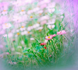 在一片草地春天雏菊