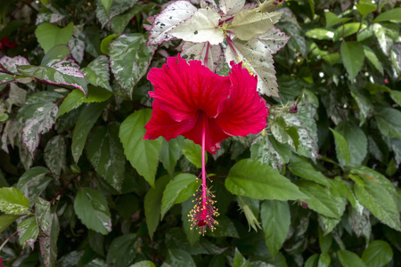 红花和叶斑叶的芙蓉布什