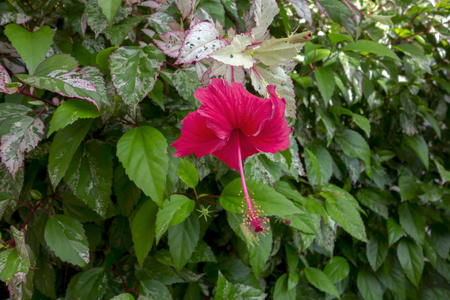 红花和白叶芙蓉布什