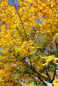 秋天公园里的树叶盖