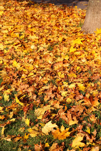 树与黄色的叶子在秋天的公园
