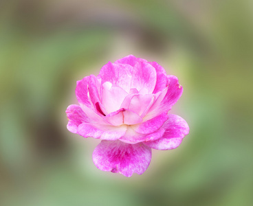 玫瑰粉色的花