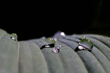 叶子上的雨滴