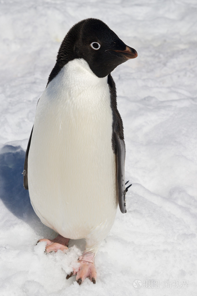 站在雪地里的阿德利企鹅冬天阳光明媚的日子