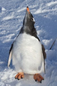 在雪上的几乎完全熔化区的企鹅小鸡 gentoo