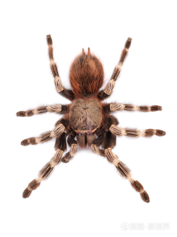 蜘蛛雌性狼蛛vitaliusparanaensis