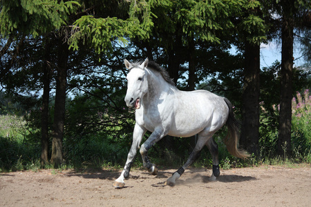 白马在田野里疾驰而过, 面带微笑照片