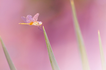 在绿色草地上粉色多彩 backgorund 上的蜻蜓照片
