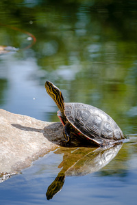 西方彩的龟在池塘里