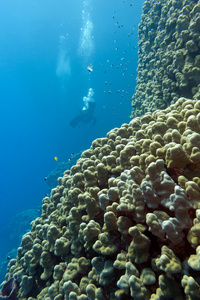 珊瑚礁与石珊瑚和潜水者在热带海蓝色的水背景上的底部