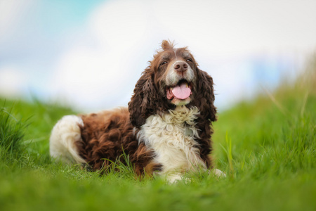 纯种的史宾格犬