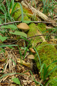leccinum scabrum 蘑菇在真实的环境