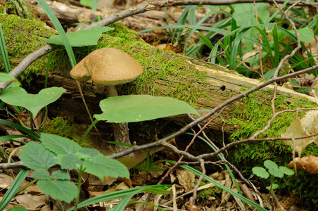 在实际环境中的 leccinum scabrum 蘑菇