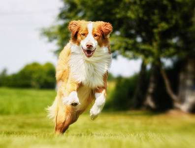 新斯科舍省鸭收费猎犬狗