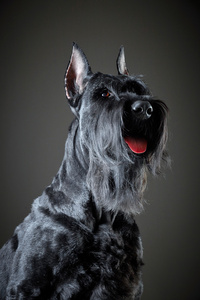 黑色巨型雪纳瑞狗