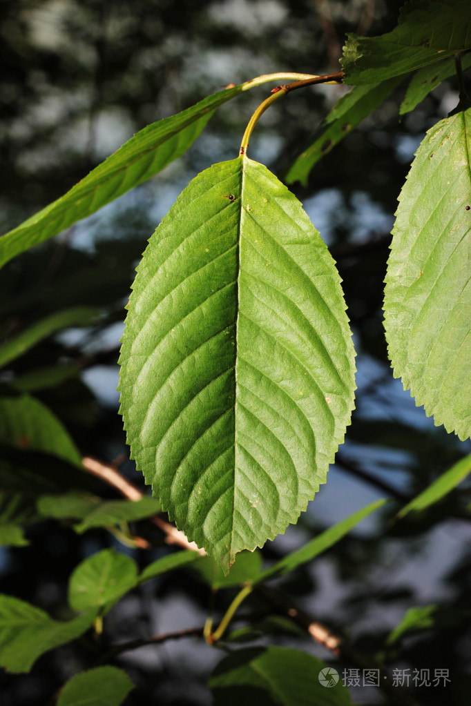 从一棵树上一根树枝绿叶的细节